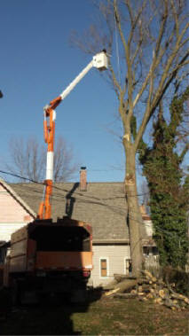 Tree Removal in Fort Wayne