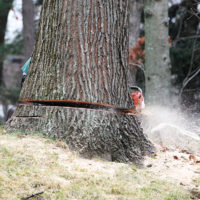 tree removal fort wayne